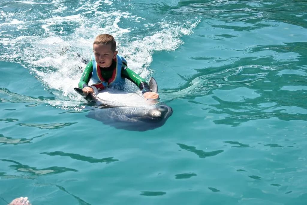 Gdzie można pływać z delfinami w Polsce? Odkryj alternatywy i fakty