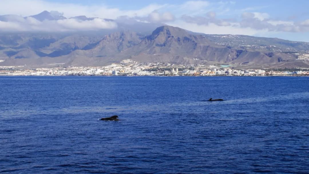 Ile kosztuje pływanie z delfinami na Teneryfie? Ceny i alternatywy